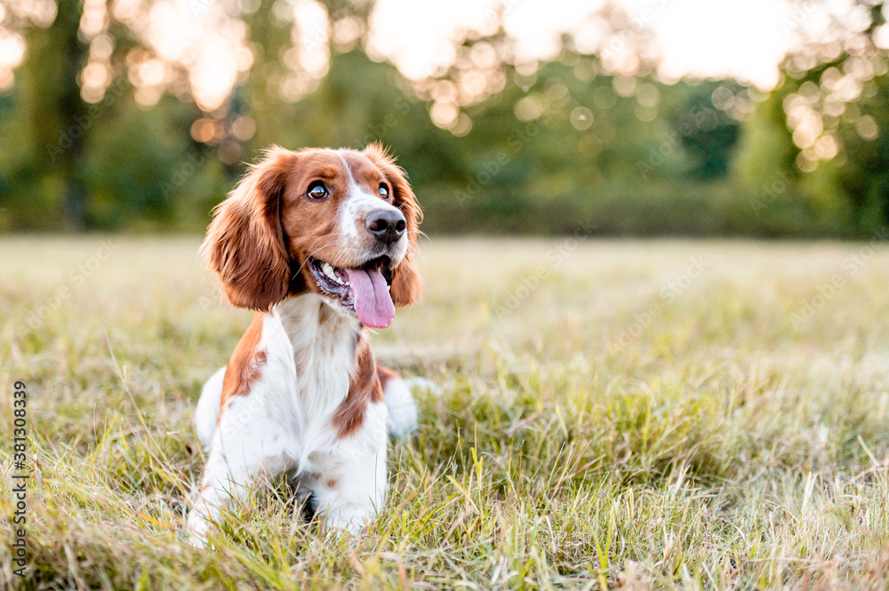 Welsh springer spaniel dog breed 