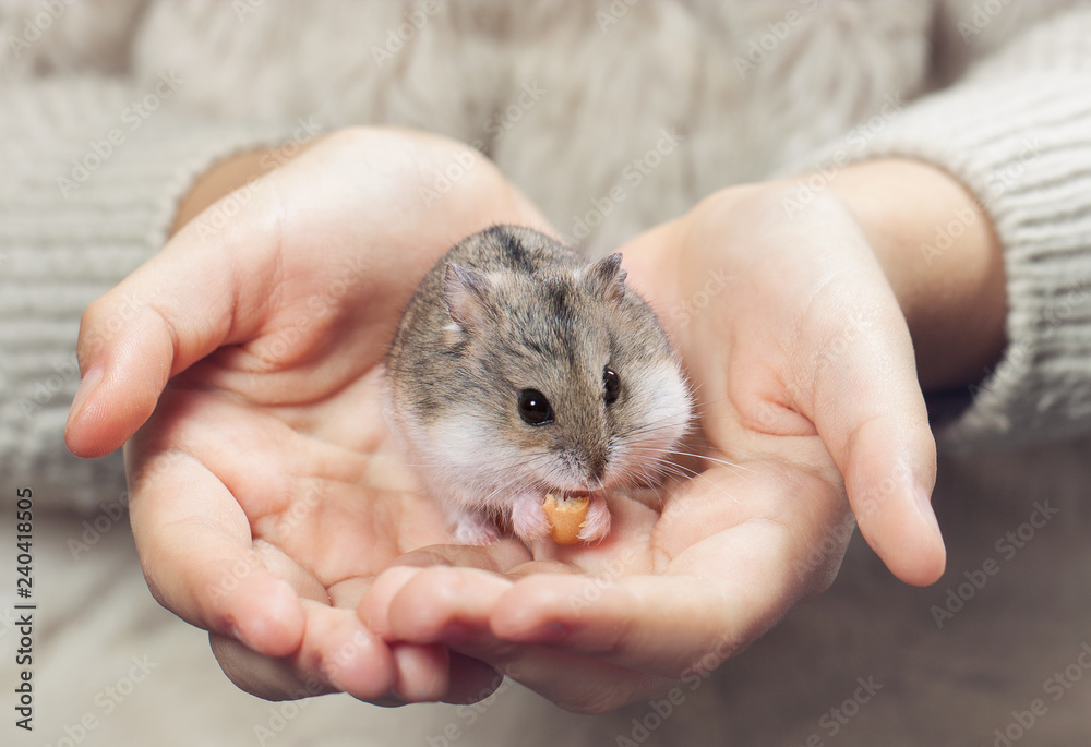 A child holds a hamster.
