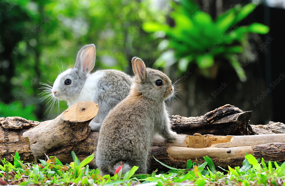 Two rabbits bunny in the garden