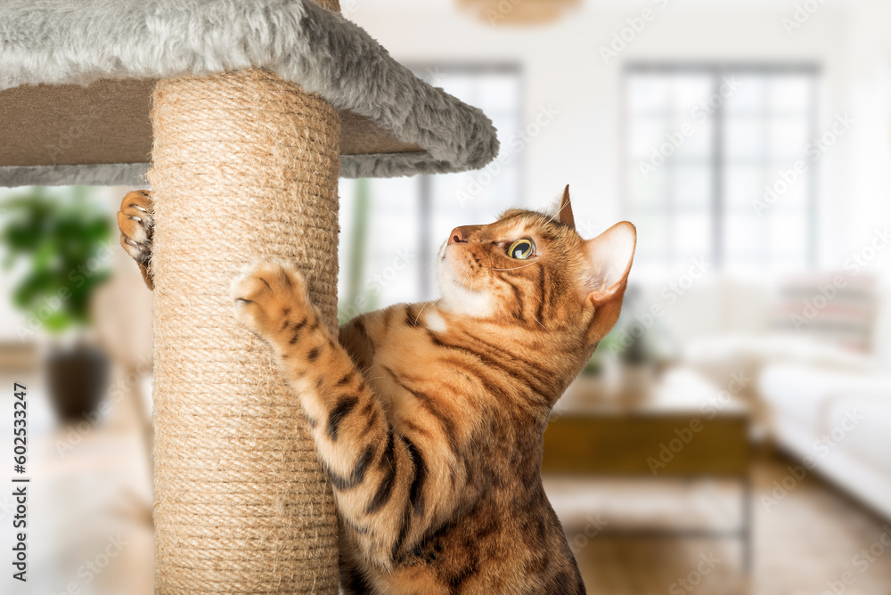 A ginger cat with a cat scratcher in a living room.