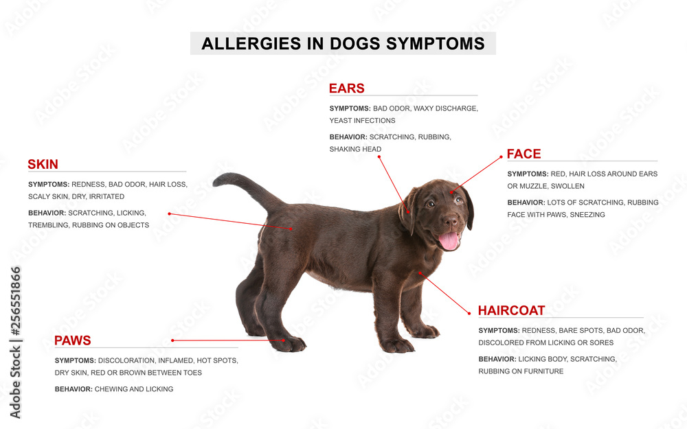Cute dog and list of allergies symptoms on white background