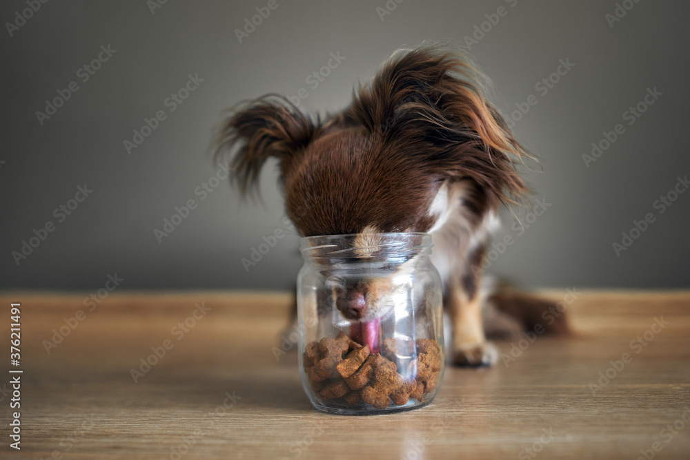 funny chihuahua dog stealing dog treats from a jar